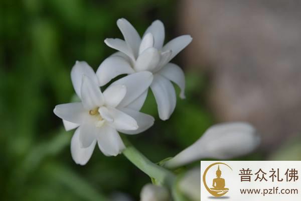 晚香玉.jpg